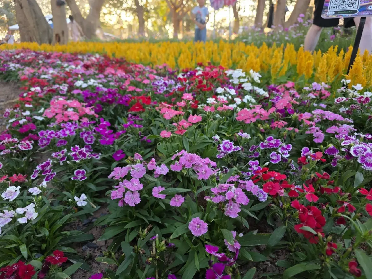 กาฬสินธุ์ดอกไม้บานกลางแสงไฟ จัดยาวถึง 9 ม.ค. 69 ชมฟรีตลอดงาน