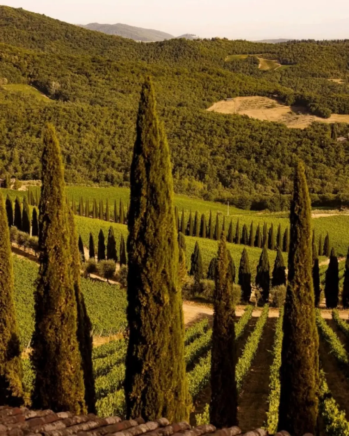 ไวน์ 'เคียนติ กลาสสิโก' เส้นทางกว่า 3 พันปี