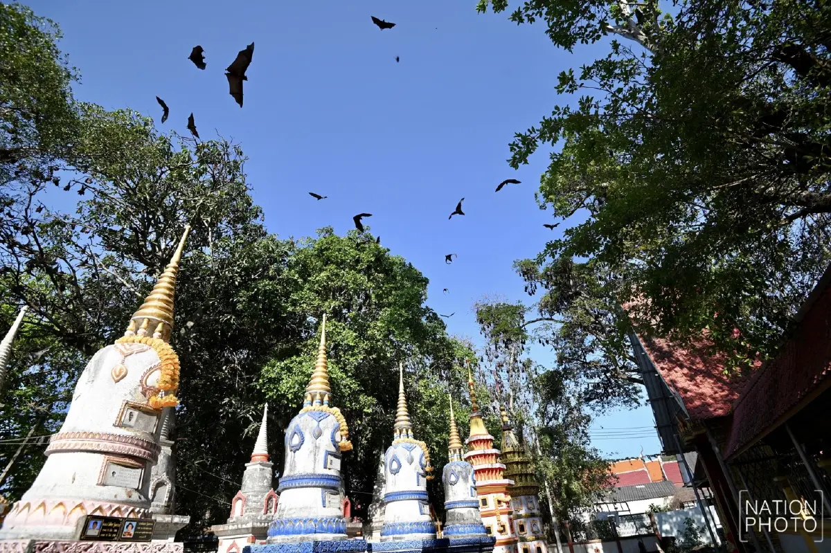 ผวา 'ไวรัสนิปาห์' วัดดังอยุธยาเร่งล้างมูลค้างคาว - ไทยยังไม่พบผู้ติดเชื้อ