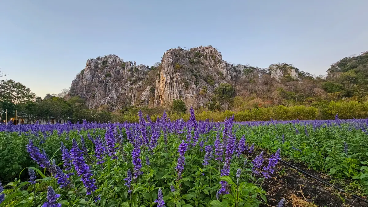 ชมพรมดอกไม้กลางหุบเขา 'ดอกบลูซัลเวีย' ที่ 'ทุ่งสิริสมัย'