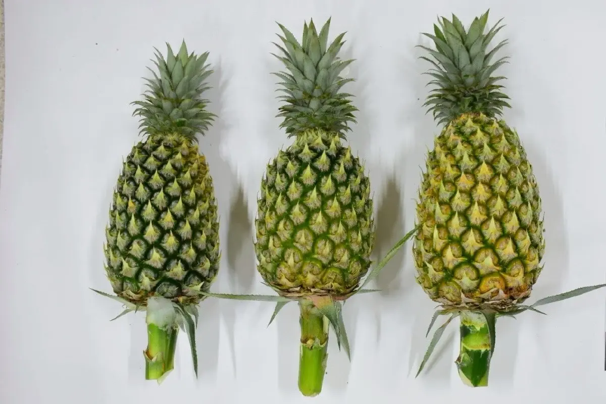 "พาณิชย์" ขึ้นทะเบียน “สับปะรดสวี” เป็นสินค้า GI ชุมพร ลำดับที่ 7