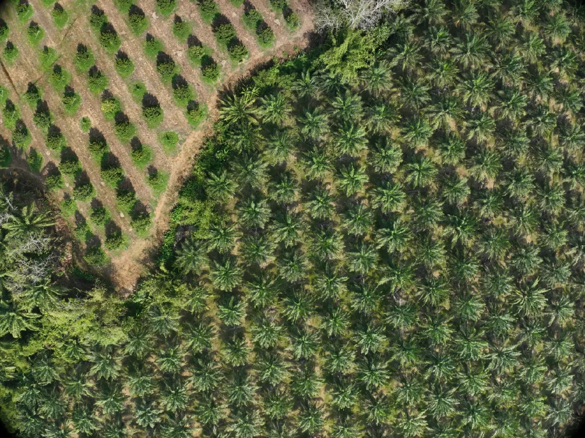 สศก. หนุนใส่ปุ๋ยปาล์มฯตามค่าวิเคราะห์ดิน ลดต้นทุน ลดก๊าซเรือนกระจก