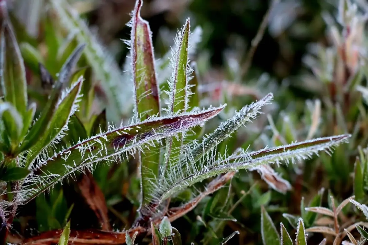 ภูหลวง หนาวสุด แม่คะนิ้ง พลิ้วเกาะใบเมเปิ้ลแดง สวยราวอยู่ญี่ปุ่น