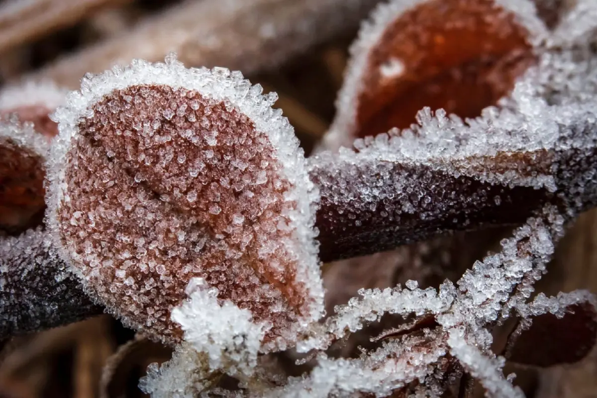 'ภูหินร่องกล้า' หนาวจัด ทะลุจุดเยือกแข็ง -4 องศา เกิดแม่คะนิ้งต่อเนื่องวันที่ 3