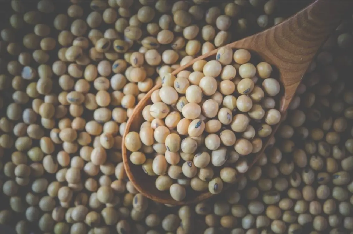 อุตสาหกรรมอาหารสัตว์ ลุ้น ครม.รักษาการ ถกเปิดทางนำเข้าเมล็ดถั่วเหลือง