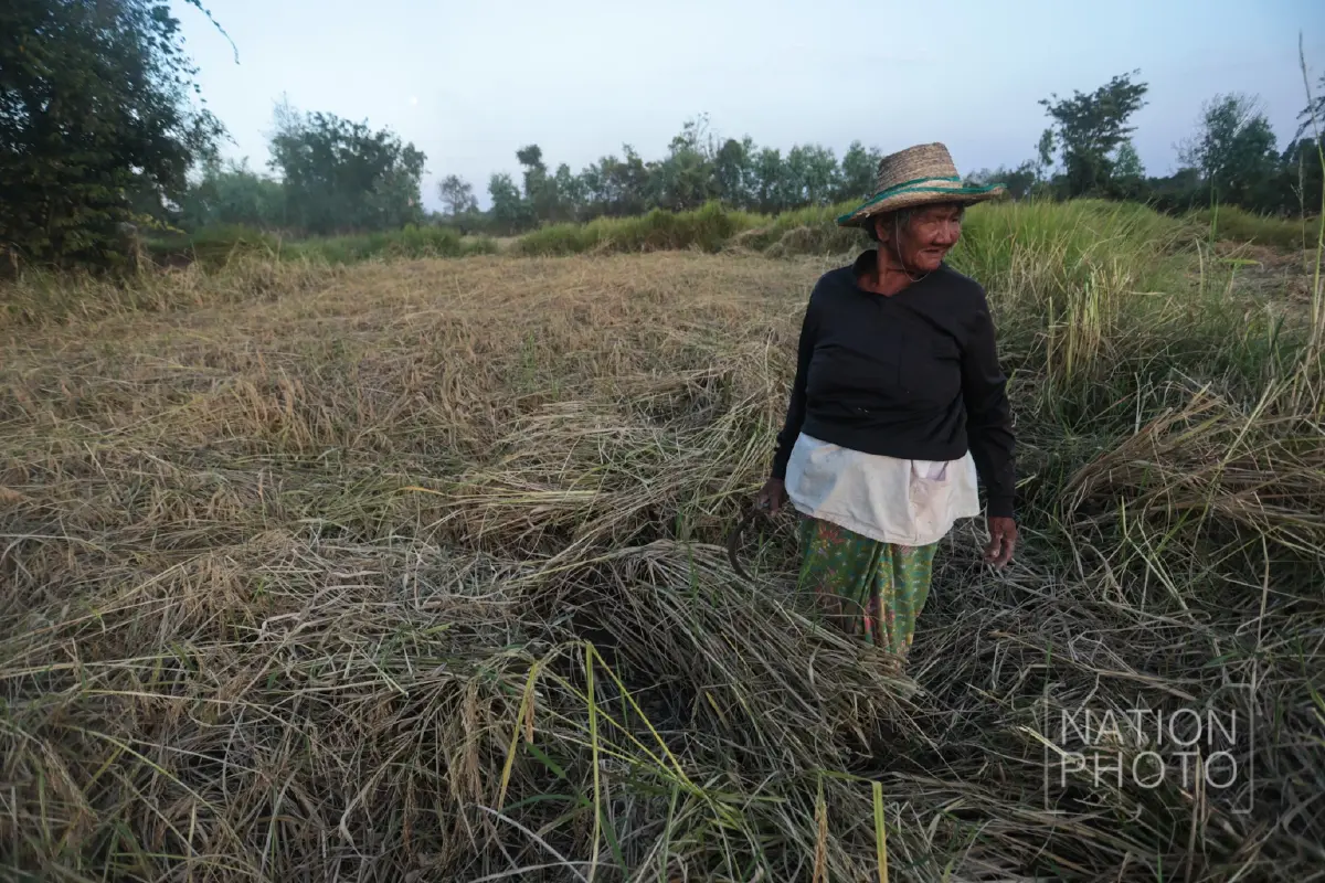 ชาวนาชายแดนสระแก้ว เกี่ยวข้าวช้าไปเกือบเดือน หลังต้องอพยพหนีการปะทะ