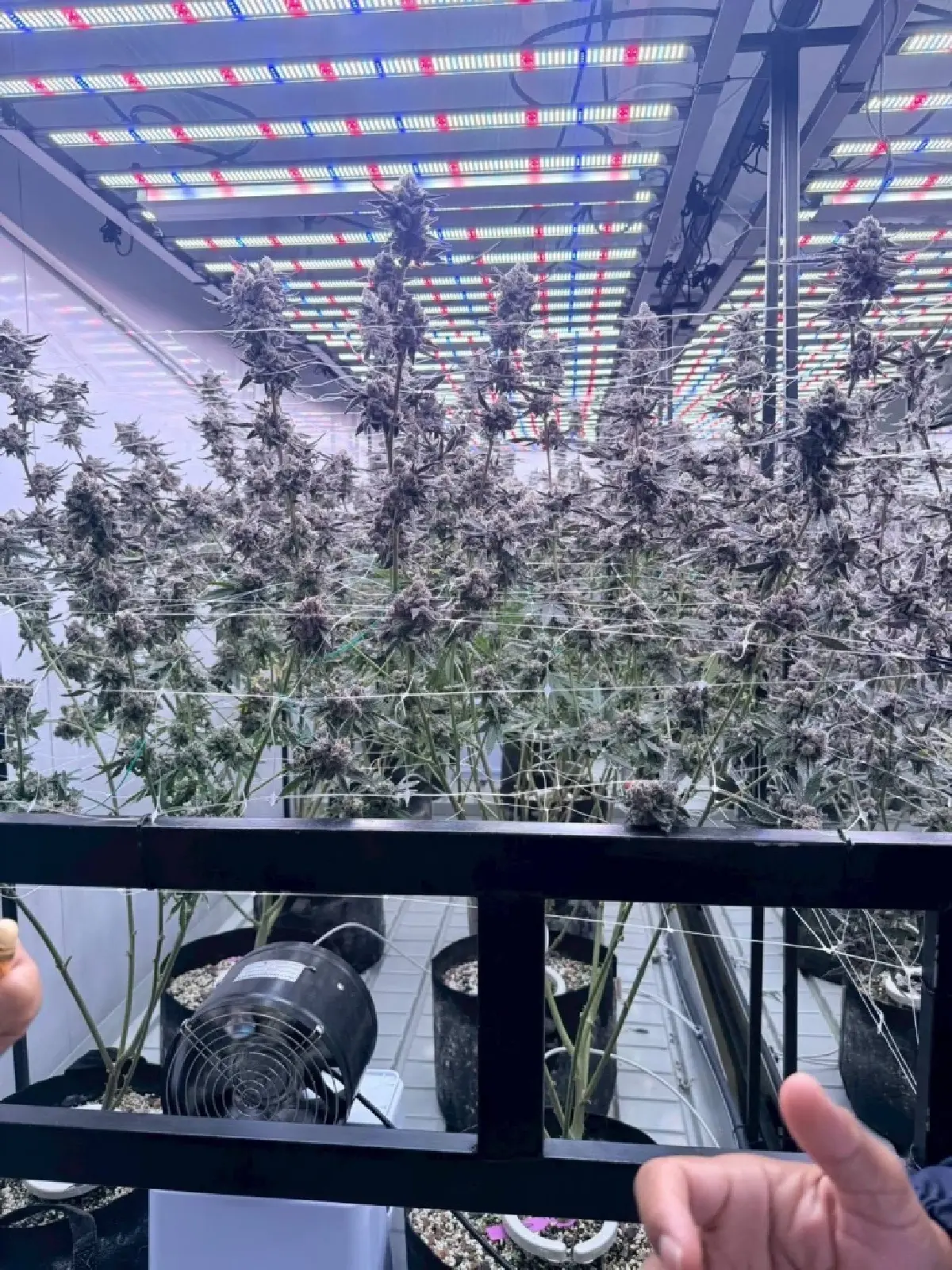 กรมพัฒน์  บุกทลายฟาร์มกัญชาทุนต่างชาติ ใช้ไทยเป็น”นอมินี กลางแหล่งท่องเที่ยวกระบี่