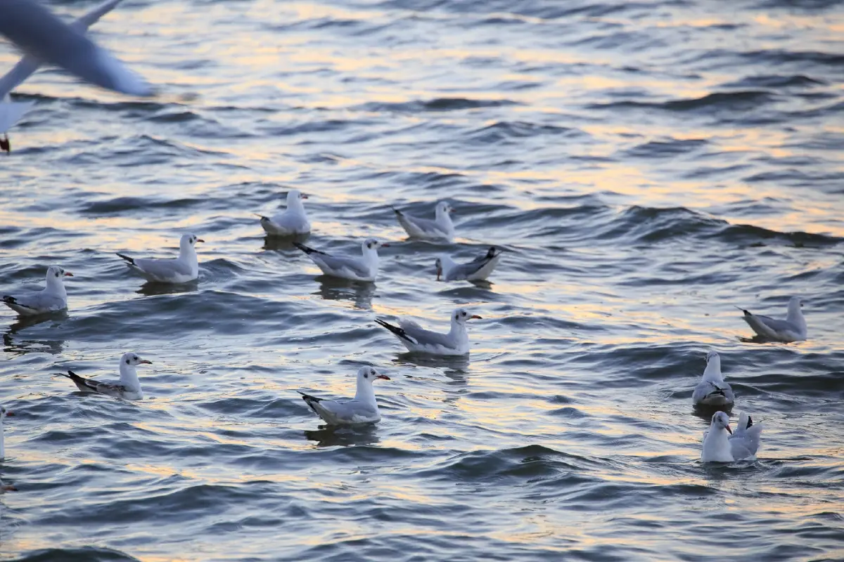 นักเดินทาง ‘นกนางนวล’ แห่งพื้นที่ชุ่มน้ำดอนหอยหลอด