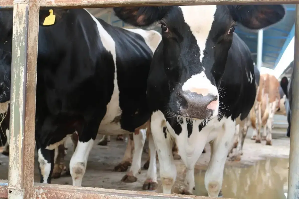 เกษตรฯ หนุน ทำเนย ชีส หลังเกษตรกรเทนมทิ้ง เหตุผู้ประกอบการบิดรับซื้อ