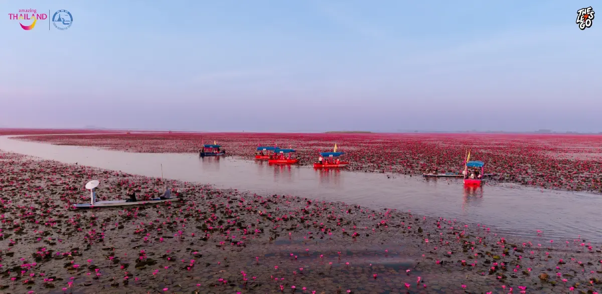 หนาว 14°C ไปเที่ยวอุดร ตามรอย ลิซ่า บุกทะเลบัวแดง ดูเวลาบัวบานสวย