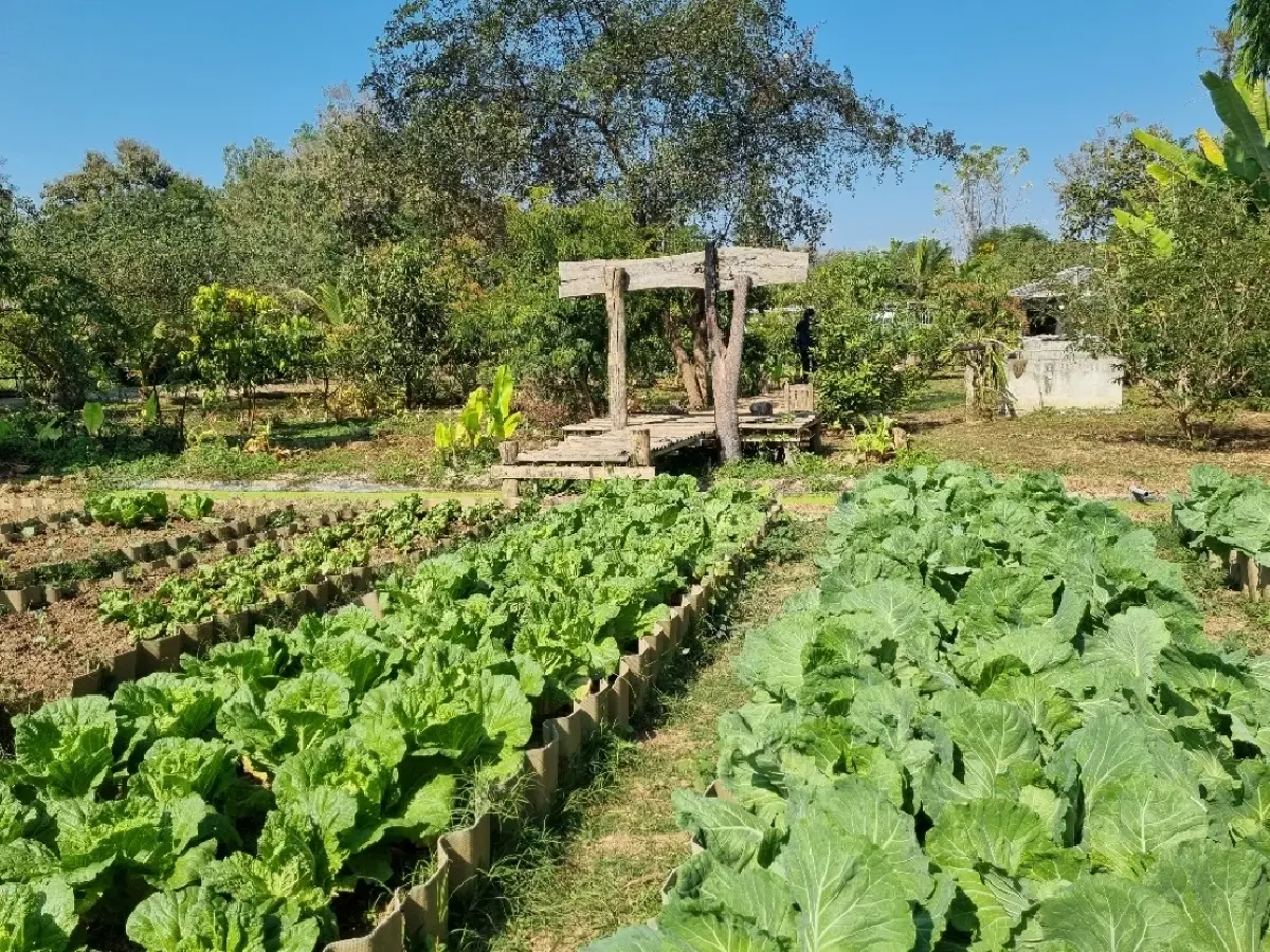 ‘พิกุล’คาเฟ่และสวนผักของคนรักสุขภาพ อ.เสริมงาม จ.ลำปาง