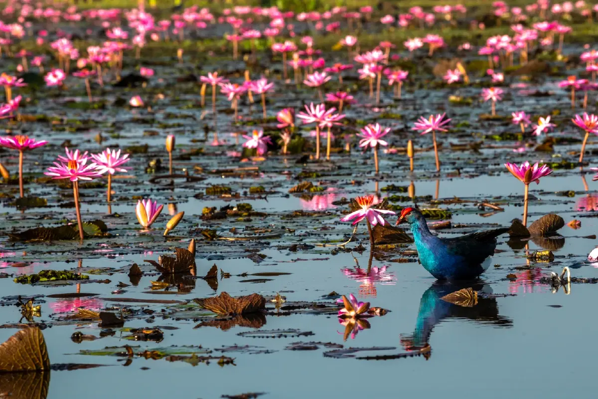 นักท่องเที่ยวแห่ตามรอย ‘ลิซ่า’ ล่องเรือชมทะเลบัวแดง ‘ททท.’ คาดยอดเดินทางทะลัก 1.2 แสนคน