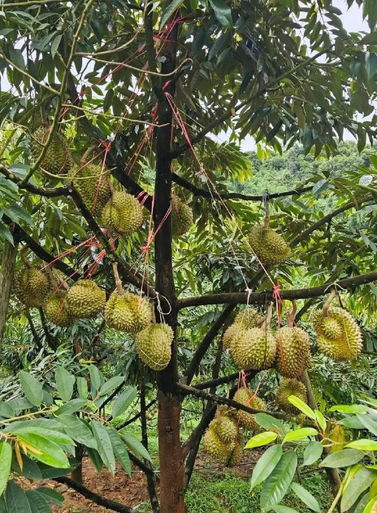 พาณิชย์  เตรียมแผนบริการจัดการ "ทุเรียน" รับผลผลิตทยอยออกตลาด เม.ย.–มิ.ย.