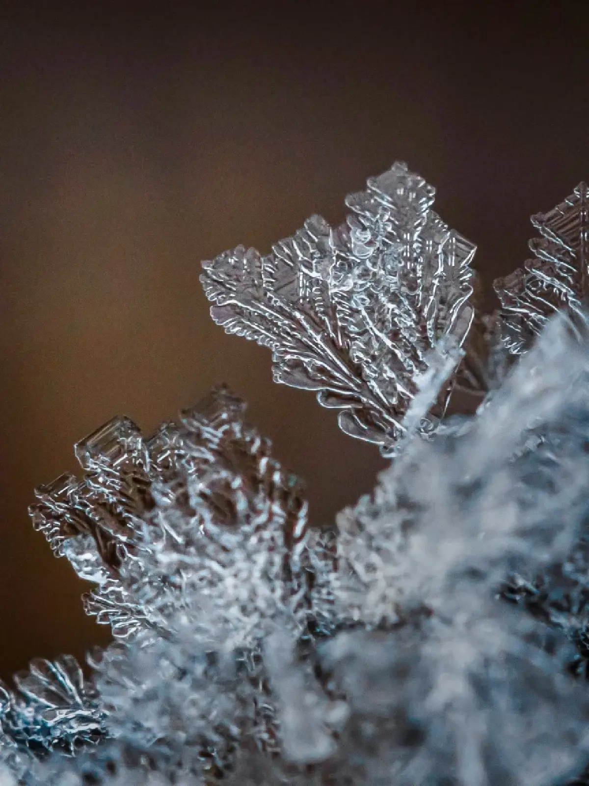 'ภูหินร่องกล้า' หนาวจัด ทะลุจุดเยือกแข็ง -4 องศา เกิดแม่คะนิ้งต่อเนื่องวันที่ 3