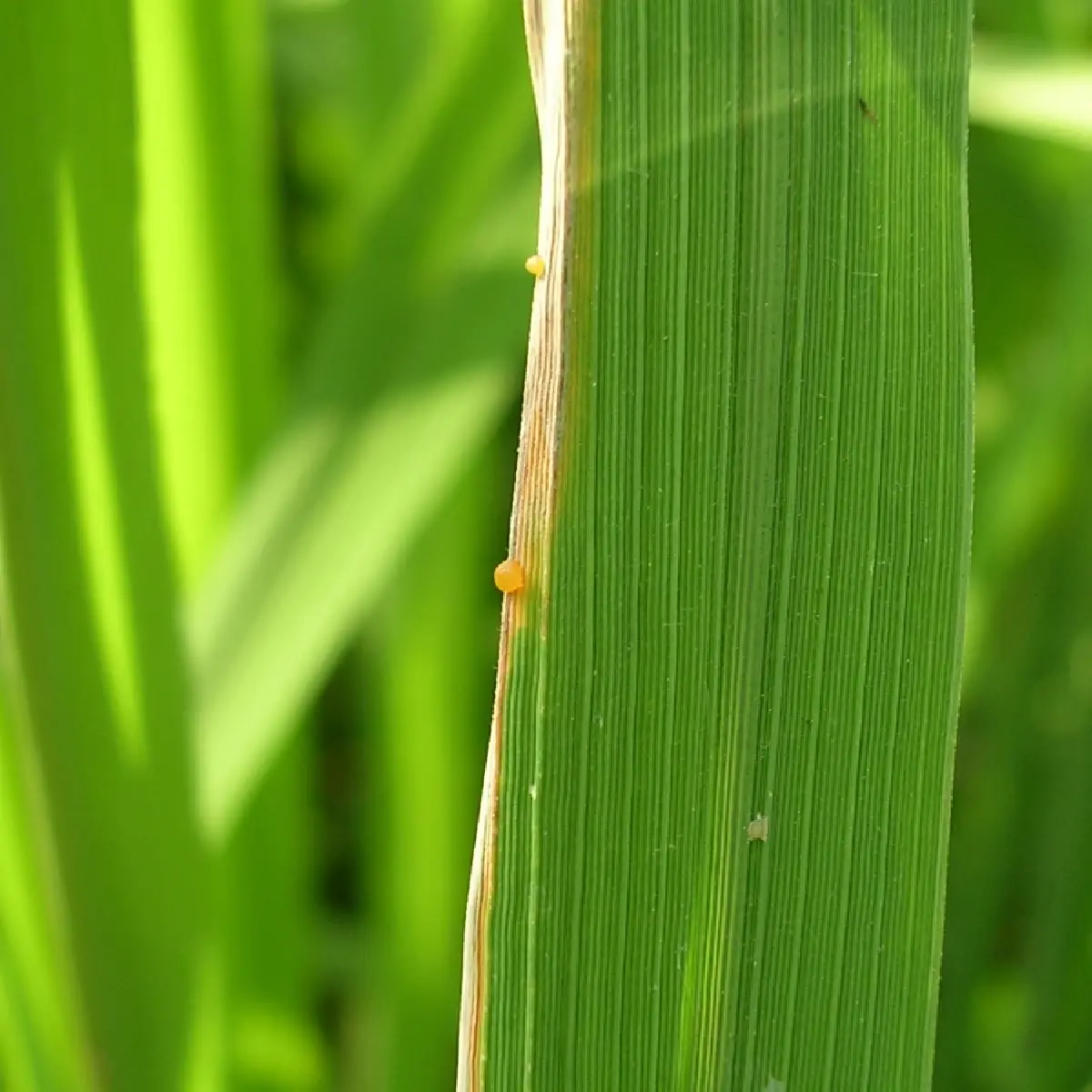 เกษตรฯ เตือนชาวนา ระวังโรคขอบใบแห้ง มากับอากาศหนาวเหน็บ