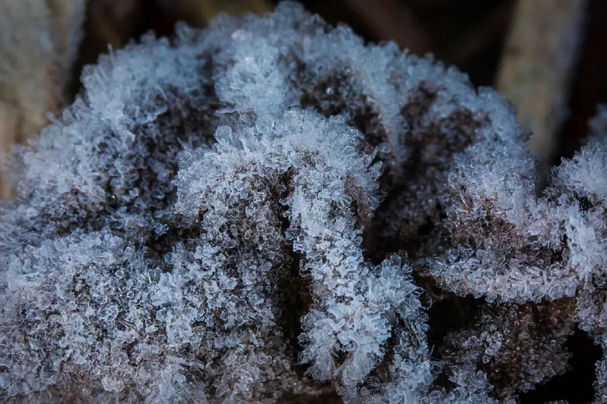 'ภูหินร่องกล้า' หนาวจัด ทะลุจุดเยือกแข็ง -4 องศา เกิดแม่คะนิ้งต่อเนื่องวันที่ 3