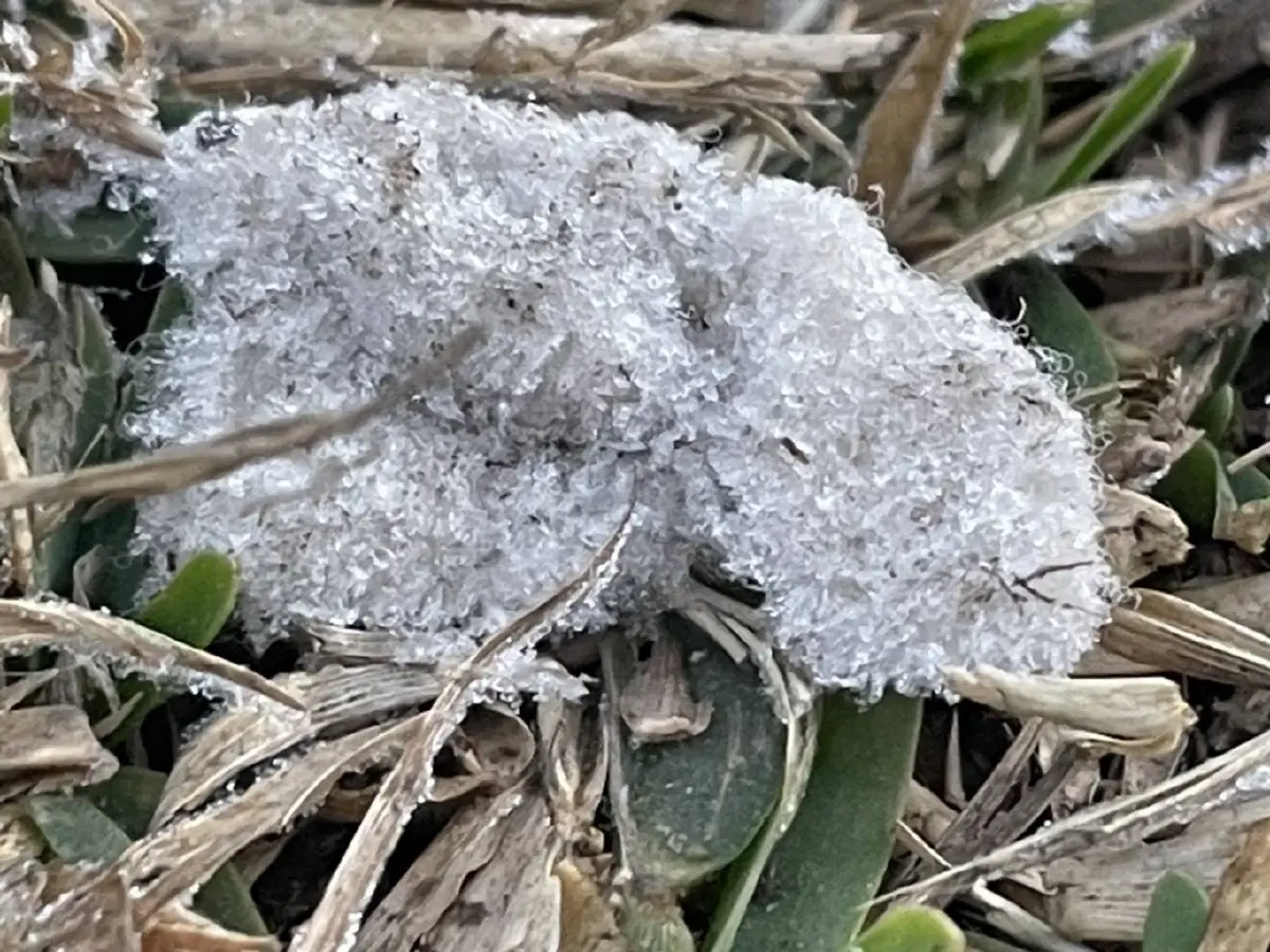 หนาวจนตัวสั่น! ดอยอินทนนท์-กิ่วแม่ปาน แตะ 0 องศาฯ ครั้งแรกของปี 69