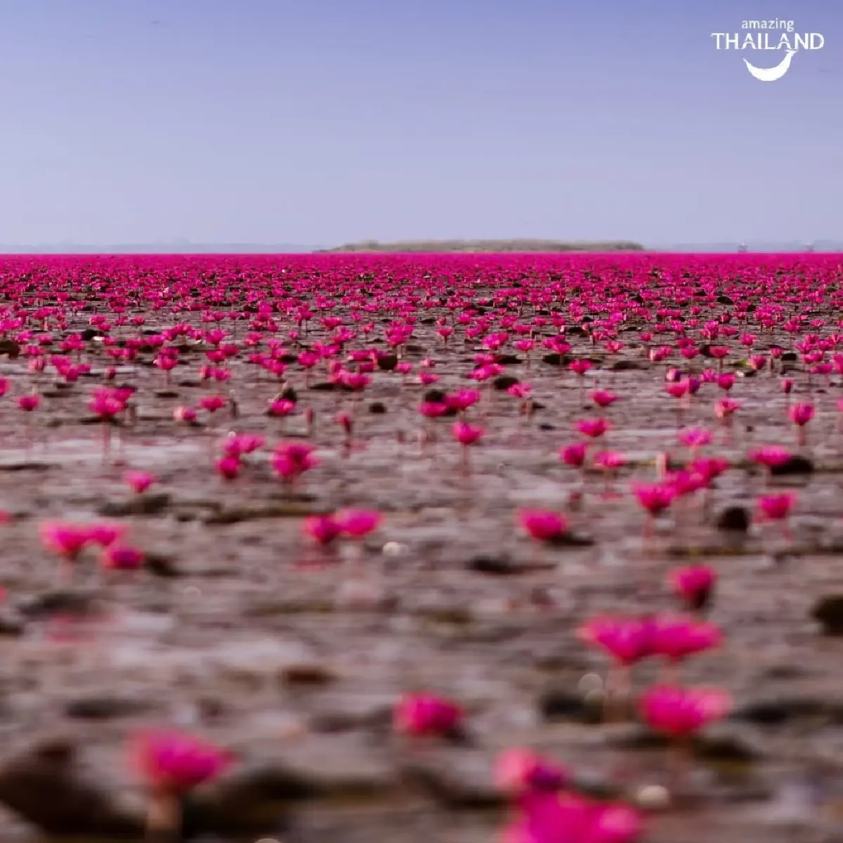 โซเชียลแห่ลงเรือตามรอย ‘ลิซ่า’ มีมดังเที่ยวทะเลบัวแดง ‘ททท.’ ยันไม่ได้ใช้ AI ทำภาพ