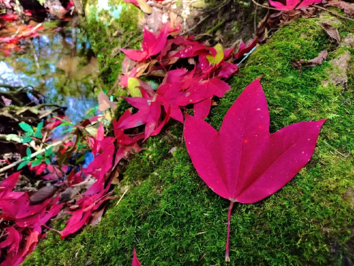 แม่คะนิ้ง ขาวโพลนแรกของปี 2569 โผล่ยอดภูหลวง อุณหภูมิดิ่ง 4 องศา