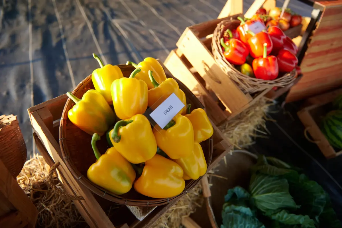 ซินเจนทา แลกเปลี่ยนการผลิตพืชผัก ภายใต้ความรุนแรงของสภาพอากาศร้อน