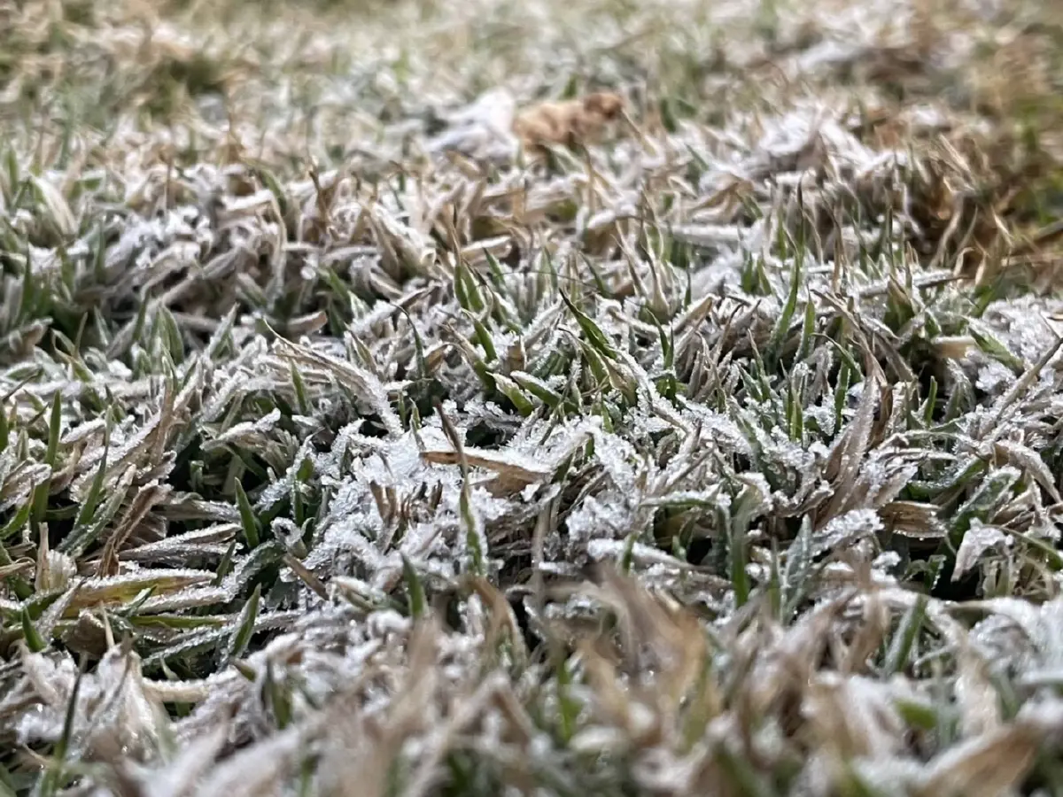 หนาวจนตัวสั่น! ดอยอินทนนท์-กิ่วแม่ปาน แตะ 0 องศาฯ ครั้งแรกของปี 69