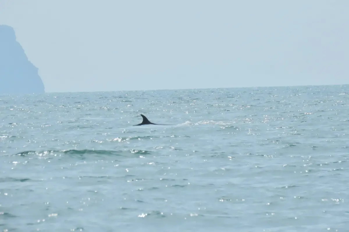 นักท่องเที่ยวตื่นตา 'วาฬบรูด้า' โผล่โชว์ตัวกลางทะเล อุทยานฯ หมู่เกาะอ่างทอง