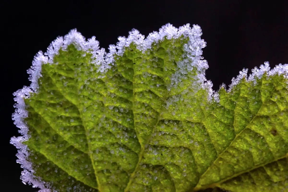 'ภูหินร่องกล้า' หนาวจัด ทะลุจุดเยือกแข็ง -4 องศา เกิดแม่คะนิ้งต่อเนื่องวันที่ 3