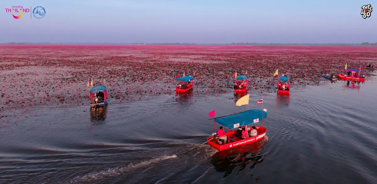 หนาว 14°C ไปเที่ยวอุดร ตามรอย ลิซ่า บุกทะเลบัวแดง ดูเวลาบัวบานสวย