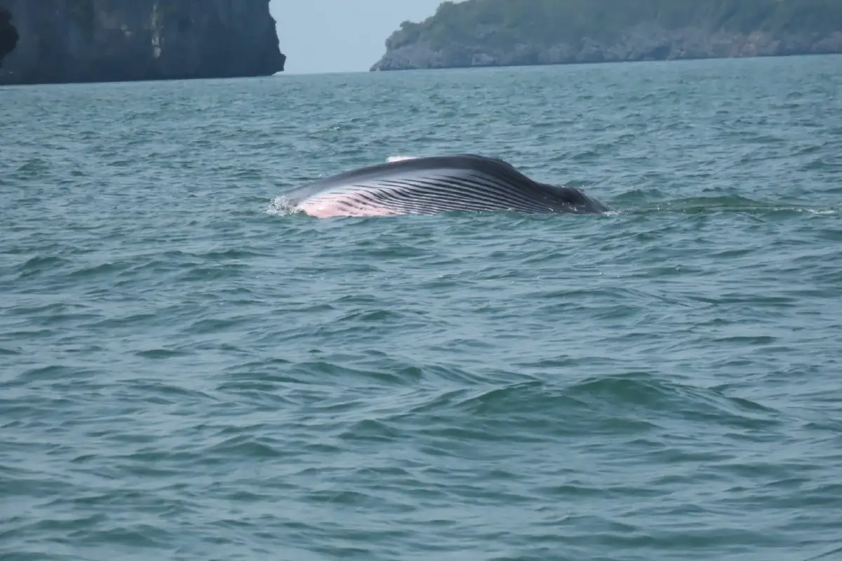 นักท่องเที่ยวตื่นตา 'วาฬบรูด้า' โผล่โชว์ตัวกลางทะเล อุทยานฯ หมู่เกาะอ่างทอง