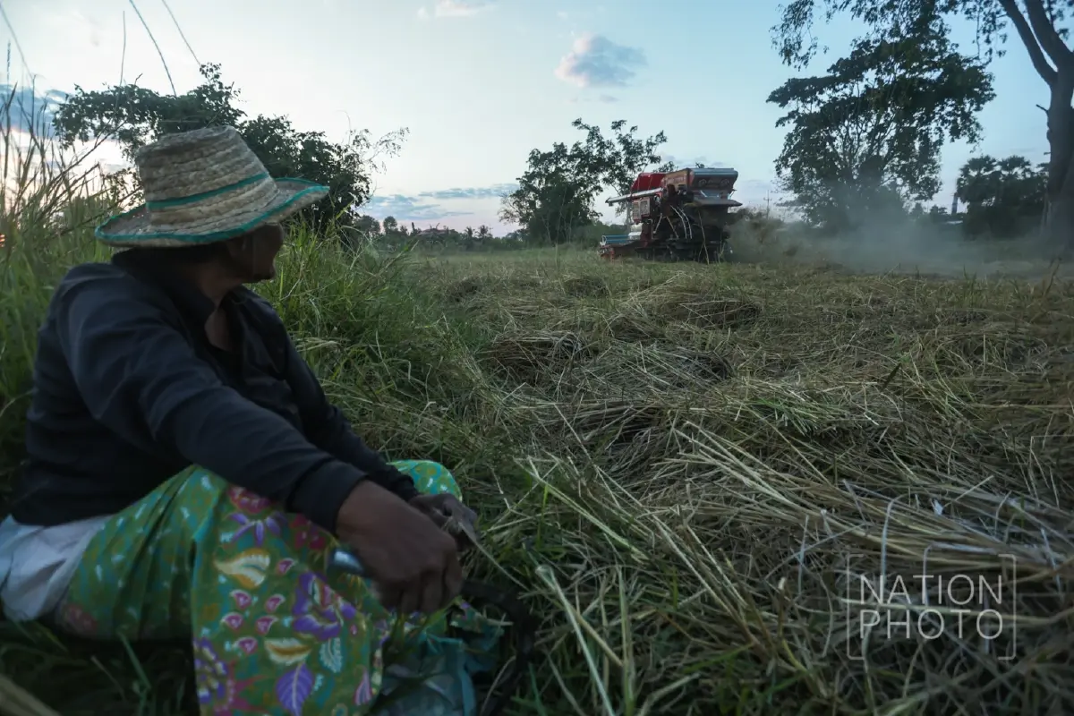 ชาวนาชายแดนสระแก้ว เกี่ยวข้าวช้าไปเกือบเดือน หลังต้องอพยพหนีการปะทะ