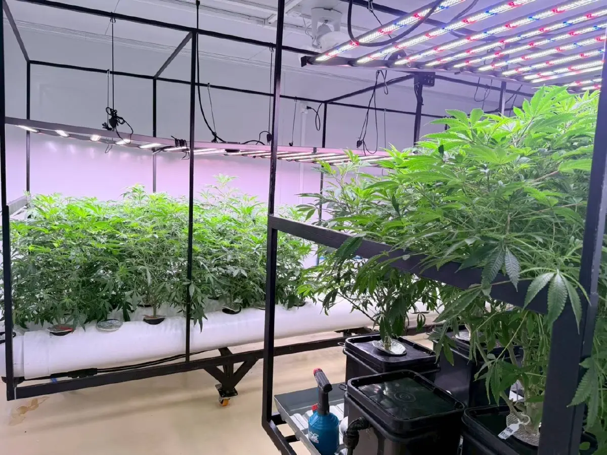 กรมพัฒน์  บุกทลายฟาร์มกัญชาทุนต่างชาติ ใช้ไทยเป็น”นอมินี กลางแหล่งท่องเที่ยวกระบี่