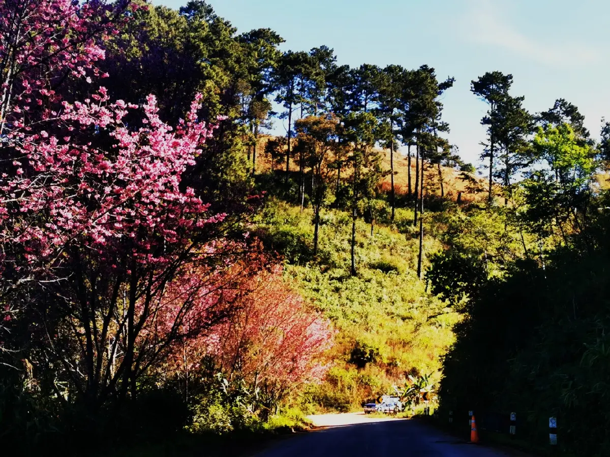 เลาวู....ประตูสู่เวียงแหง