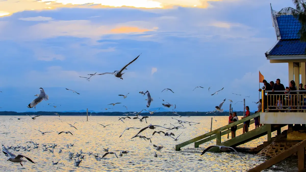 นักเดินทาง ‘นกนางนวล’ แห่งพื้นที่ชุ่มน้ำดอนหอยหลอด