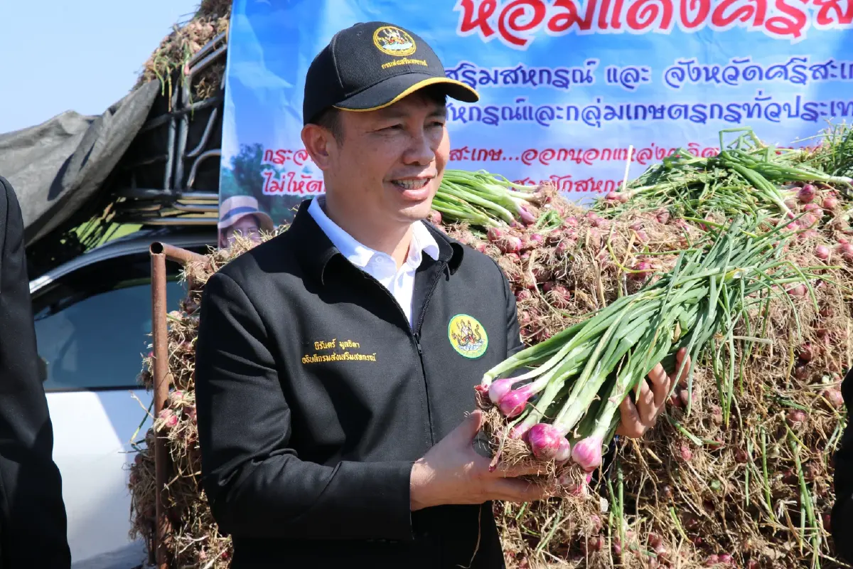 หอมแดงกระจุกตัว ราคาตกเหลือ กก.ละ 7 บาท กรมส่งเสริมสหกรณ์ เร่งดึงออกนอกพื้นที่