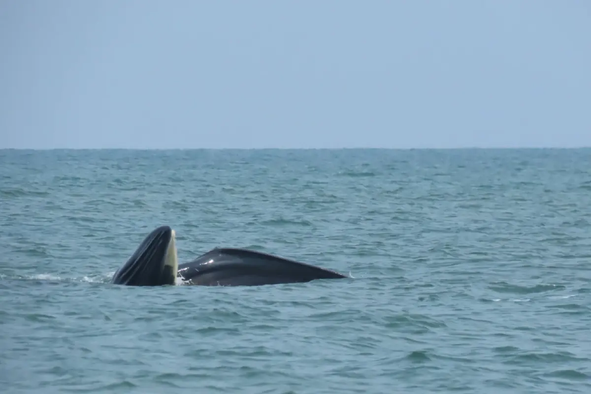 นักท่องเที่ยวตื่นตา 'วาฬบรูด้า' โผล่โชว์ตัวกลางทะเล อุทยานฯ หมู่เกาะอ่างทอง