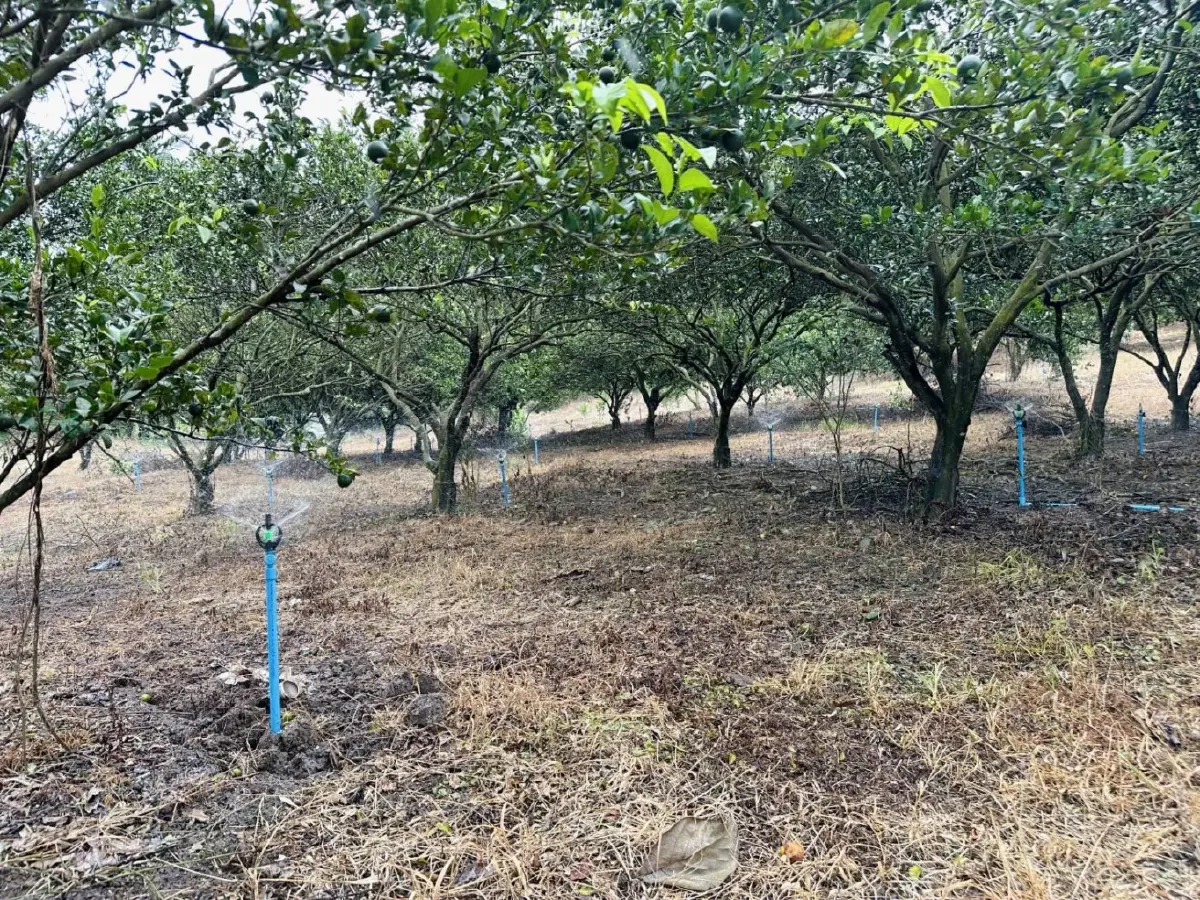 เกษตรฯ เคาะแผนเพาะปลูกฤดูแล้ง ปี69 คุมนาปรัง ลุ่มเจ้าพระยา 8.59  ล้านไร่