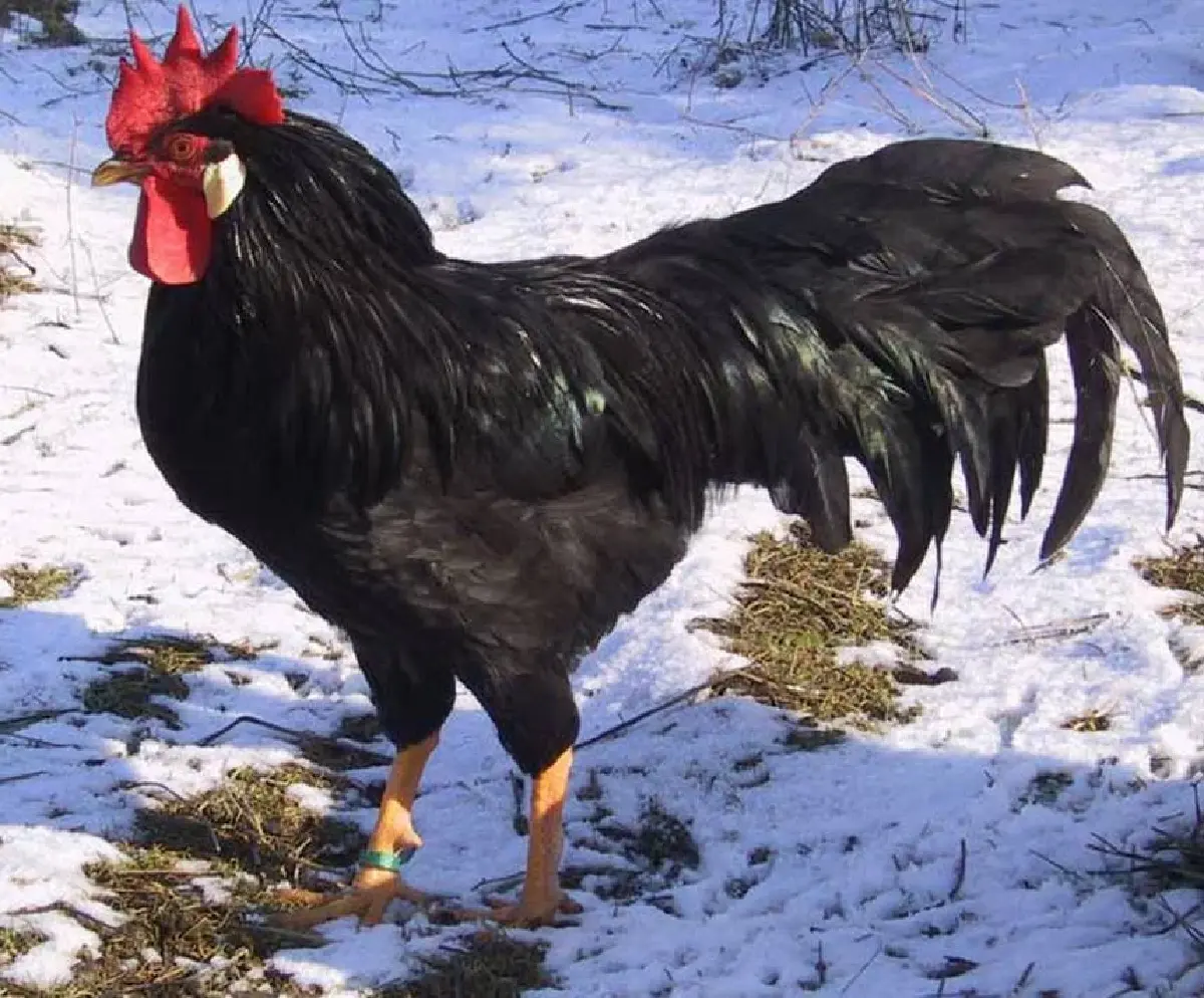 ไวน์ 'เคียนติ กลาสสิโก' เส้นทางกว่า 3 พันปี