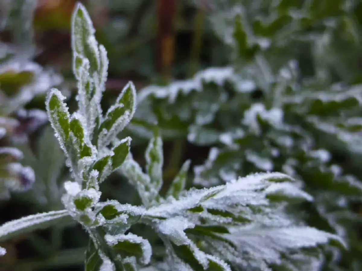 'แม่คะนิ้ง' โผล่ยอดดอยอินทนนท์ หนาวมาก 3°C นทท.แห่รับแสงแรก 2569