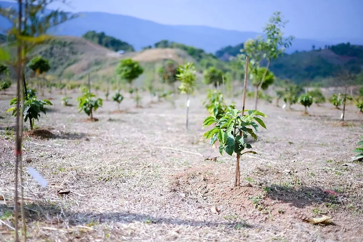 กรมวิชาการเกษตร ขยายการรับรอง สินค้าเกษตรปลอดภัย ผักอินทรีย์บนพื้นที่สูง