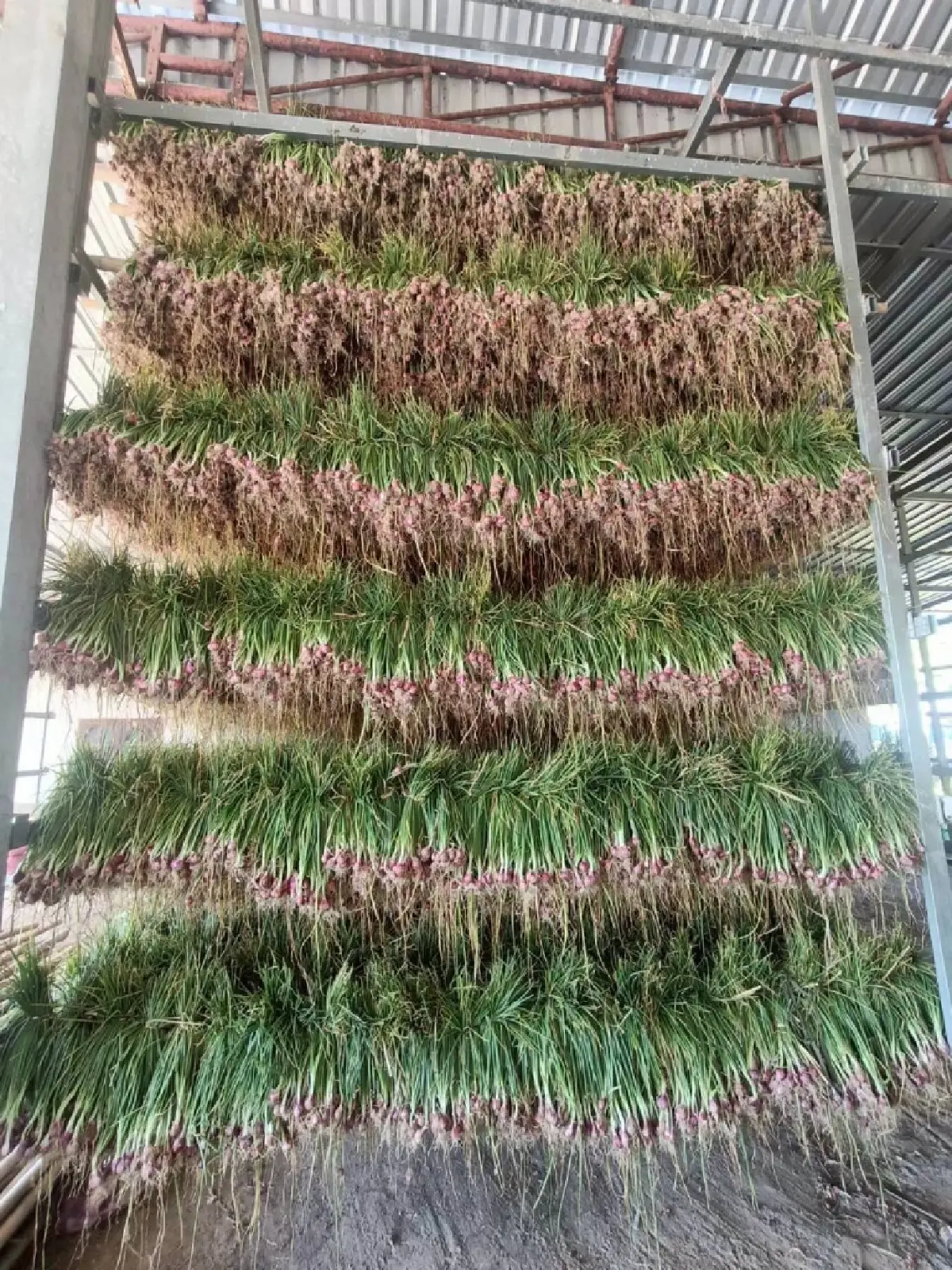 หอมแดงกระจุกตัว ราคาตกเหลือ กก.ละ 7 บาท กรมส่งเสริมสหกรณ์ เร่งดึงออกนอกพื้นที่