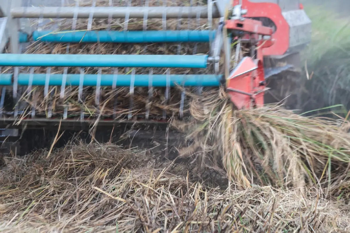 ชาวนาชายแดนสระแก้ว เกี่ยวข้าวช้าไปเกือบเดือน หลังต้องอพยพหนีการปะทะ