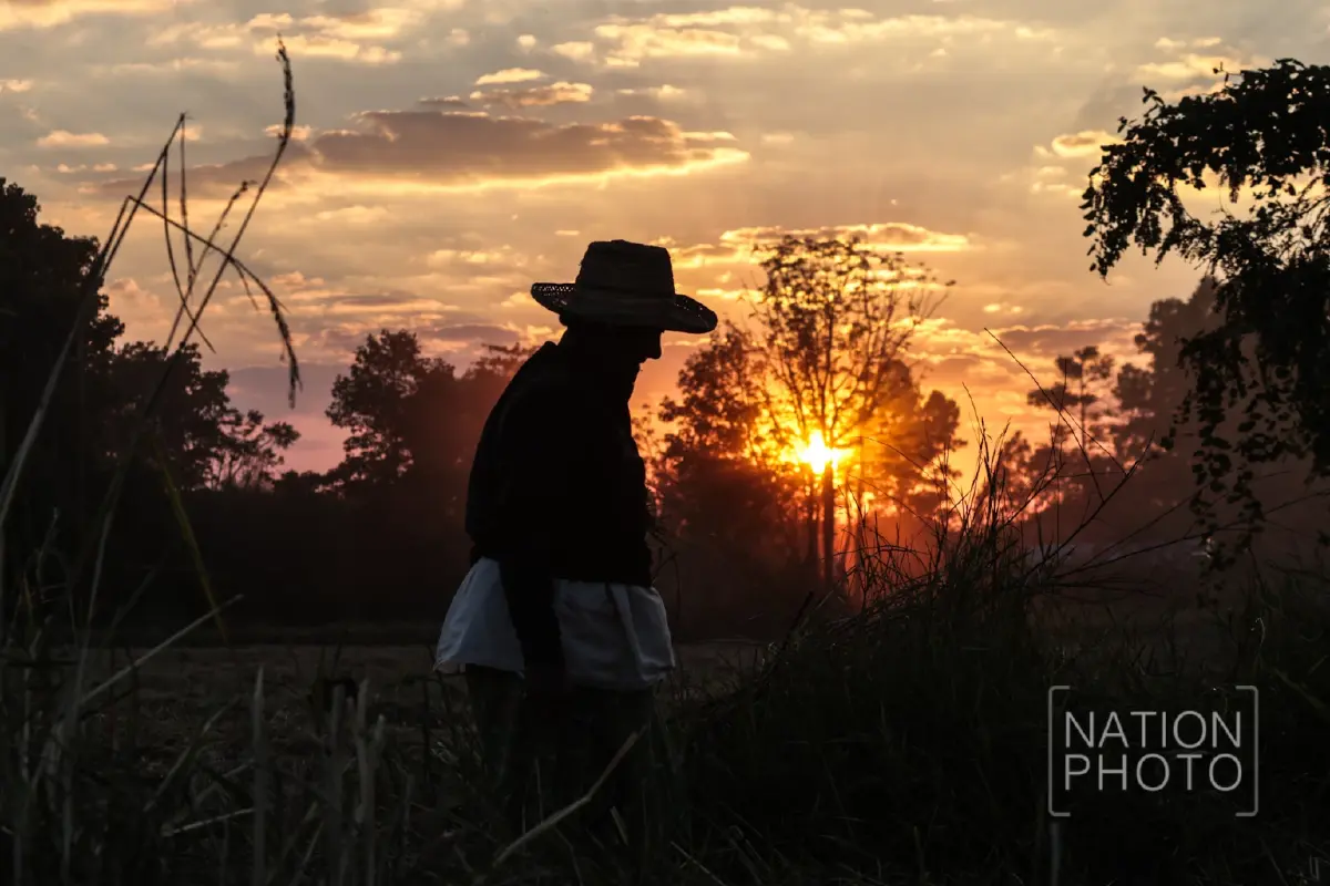 ชาวนาชายแดนสระแก้ว เกี่ยวข้าวช้าไปเกือบเดือน หลังต้องอพยพหนีการปะทะ