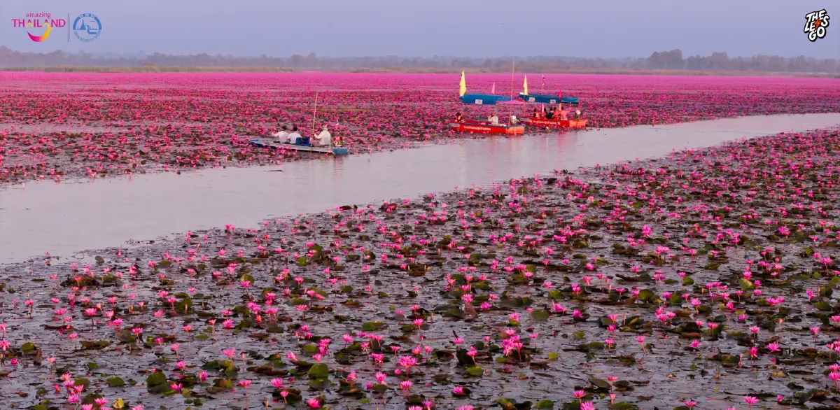 หนาว 14°C ไปเที่ยวอุดร ตามรอย ลิซ่า บุกทะเลบัวแดง ดูเวลาบัวบานสวย