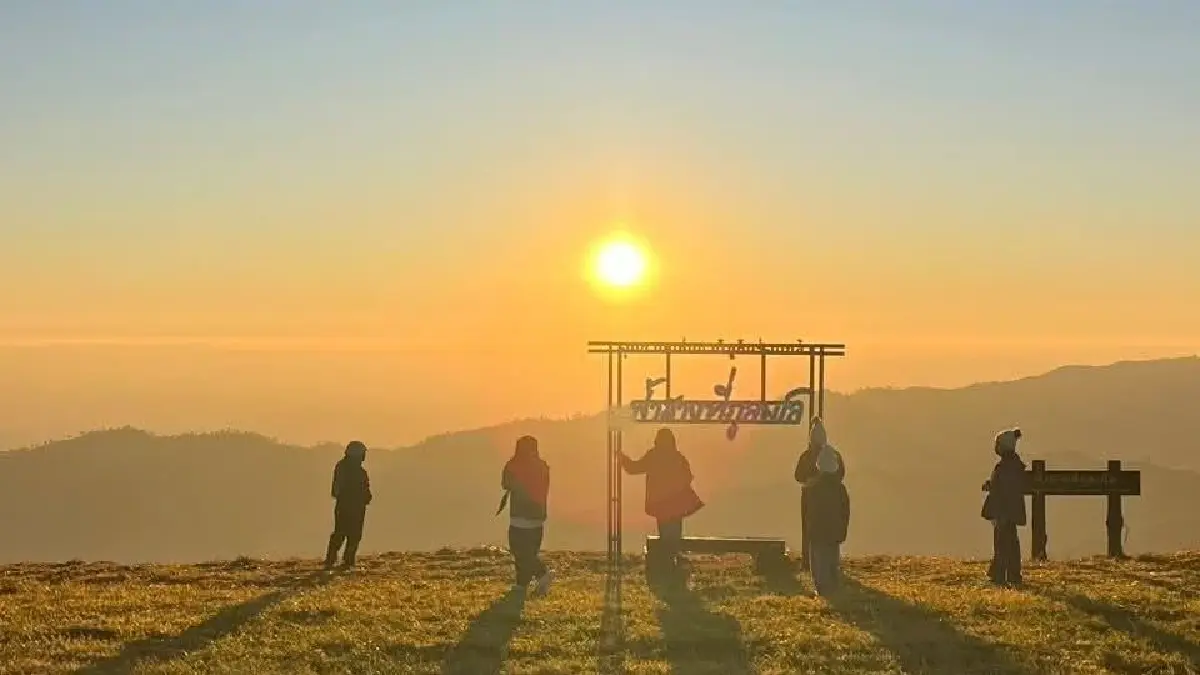 ชม ‘ซากุระเมืองไทย’ โค้งสุดท้าย ที่ ‘ภูลมโล’ กลางเดือนม.ค. 69