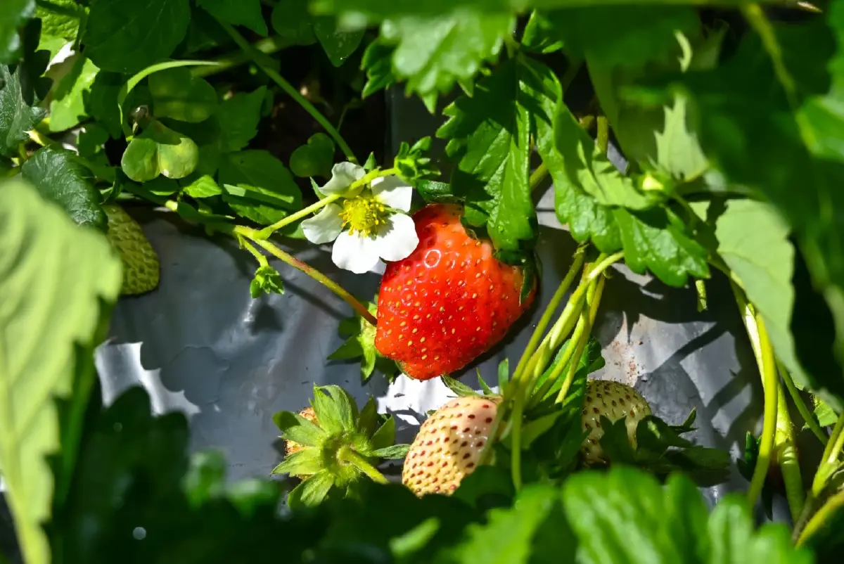 ชาพันธุ์ใหม่ –สตรอว์เบอร์รีปลอดสาร 2 นวัตกรรมยกระดับรายได้