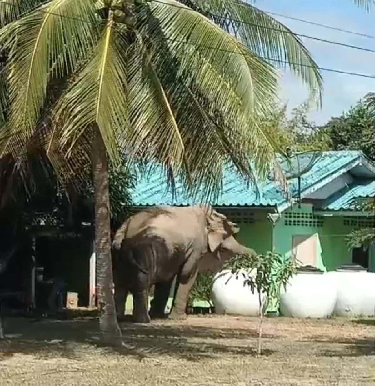 ปมร้อน! กรมอุทยานฯ​ แจงย้าย “สีดอแก้ว” เข้าศูนย์ปรับพฤติกรรมฯ ไม่ใช่การกักขัง