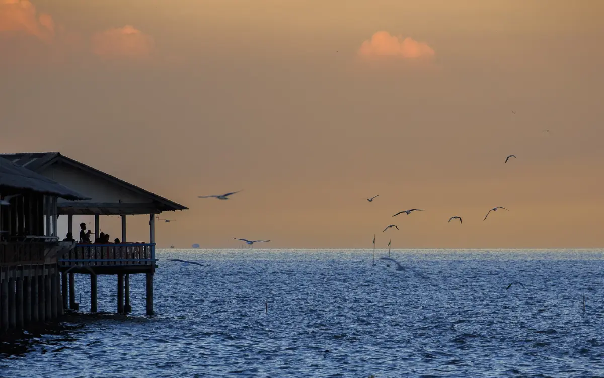 นักเดินทาง ‘นกนางนวล’ แห่งพื้นที่ชุ่มน้ำดอนหอยหลอด