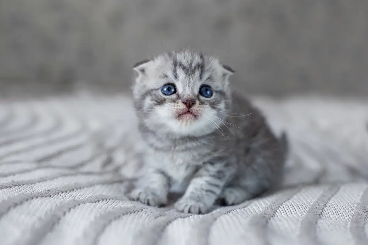 เนเธอร์แลนด์ แบน 'แมวหูพับ-แมวไร้ขน' เพื่อยุติความทรมานของสัตว์