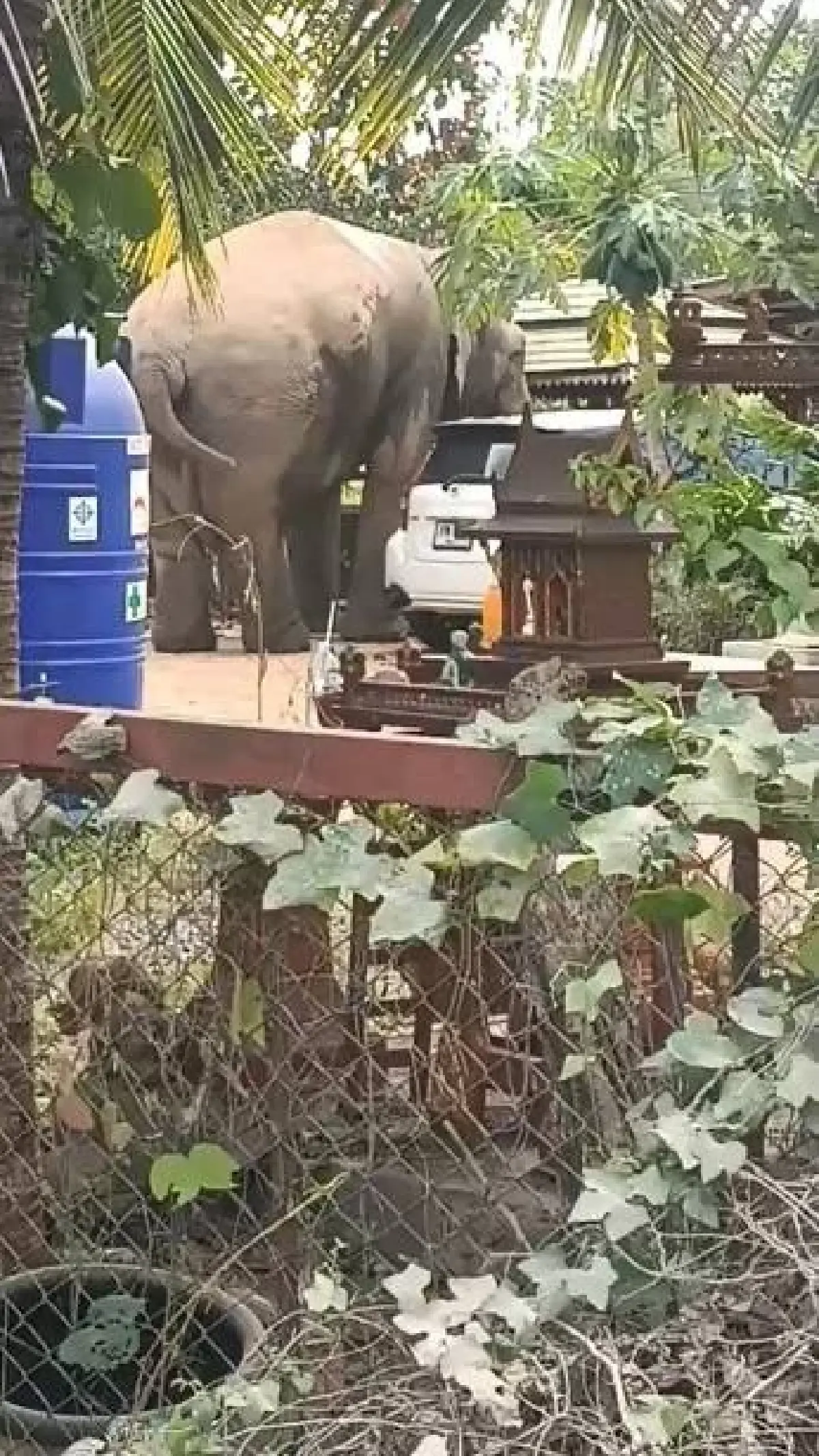 ปมร้อน! กรมอุทยานฯ​ แจงย้าย “สีดอแก้ว” เข้าศูนย์ปรับพฤติกรรมฯ ไม่ใช่การกักขัง