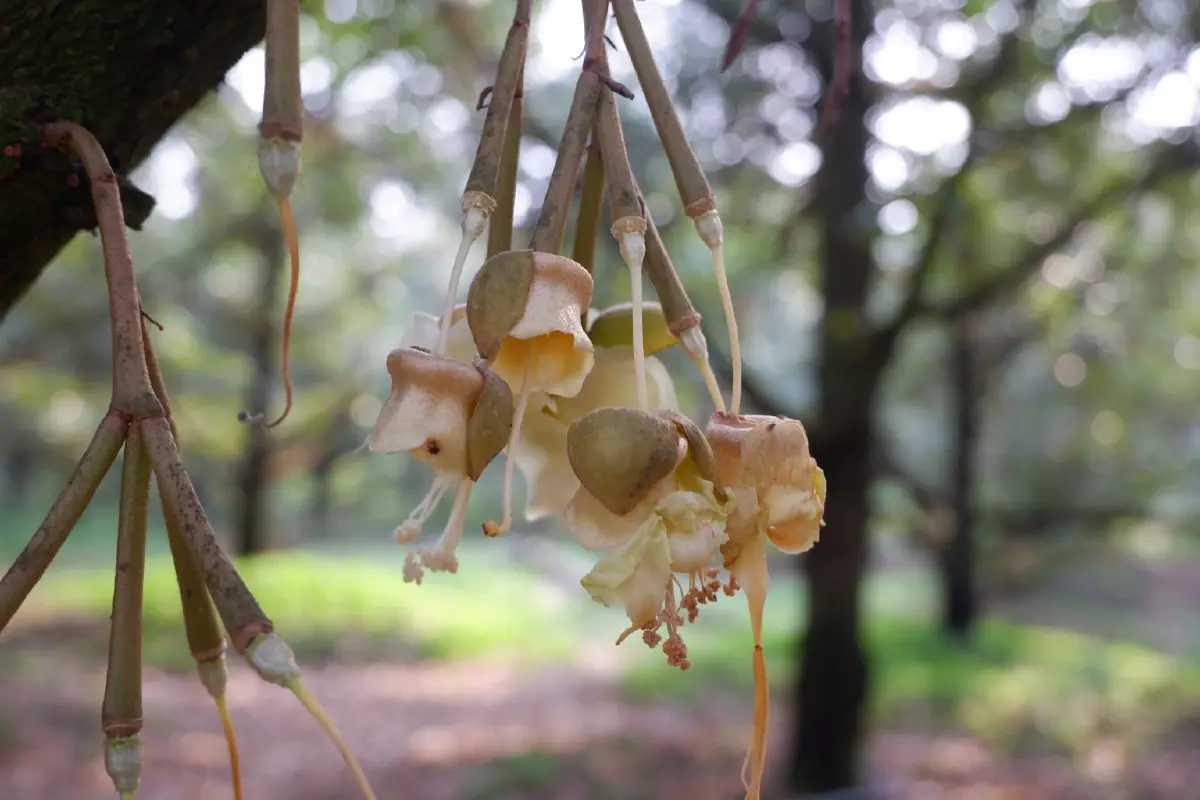เกษตร เตรียมรับมือฤดูผลไม้ตะวันออก พร้อม คุมเข้มคุณภาพทุกมิติ คุมเข้มคุณภาพทุกมิติ